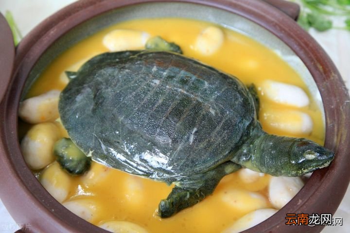 附甲鱼烹饪前的正确处理方法 甲鱼怎样宰杀