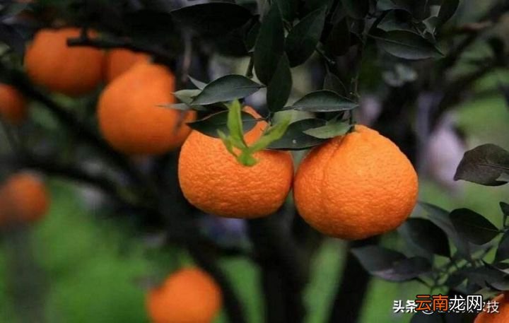 柑橘有哪些优点和营养价值呢 橘子的营养价值