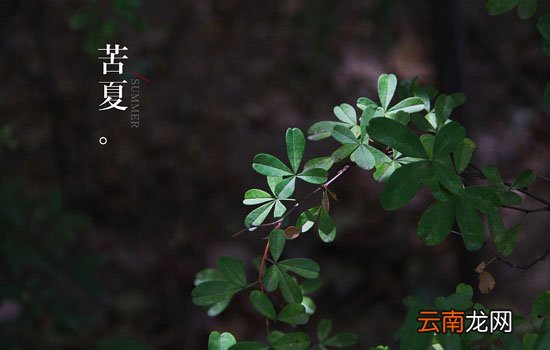 苦夏什么意思 身体无病三分虚