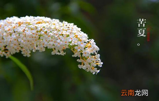 苦夏什么意思 身体无病三分虚