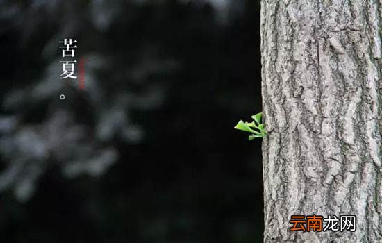 苦夏什么意思 身体无病三分虚