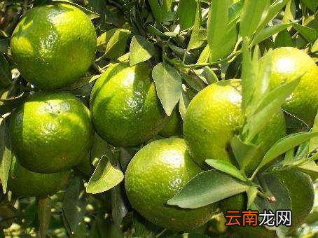 陈皮到底是什么皮 真正的陈皮是用哪种桔子皮