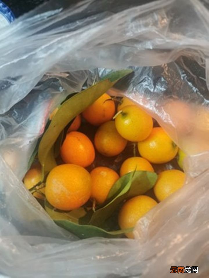 超级有效的止咳食物 金桔冰糖止咳的做法