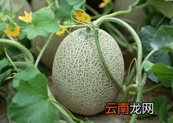 哈密瓜的选购与食用禁忌 哈蜜瓜的功效与禁忌