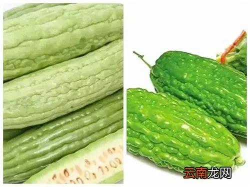经常吃苦瓜有什么好处 夏天正是吃苦瓜的时候哟