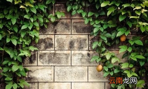 一天吃几个百香果最好