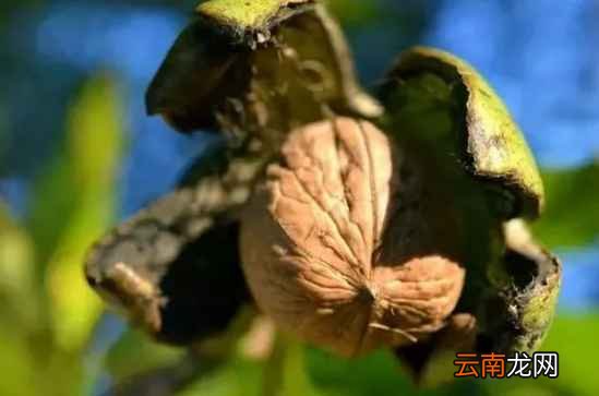 经常吃核桃有什么好处 它可浑身是宝啊