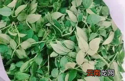 夏天养生小知识 此物泡茶饮祛湿意外强大