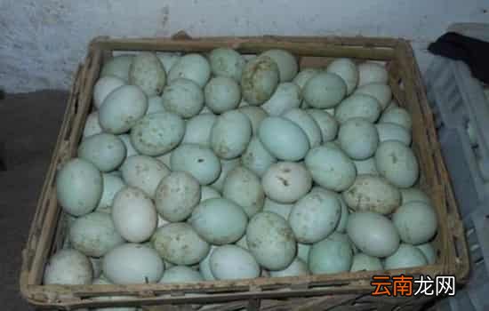鸭蛋可以炒西红柿吗 为什么西红柿炒鸭蛋不太常见