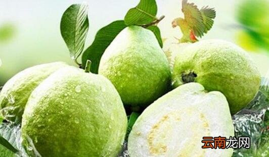芭乐的皮可以吃吗 番石榴皮能吃吗