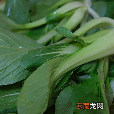 你一定要学的香菇油菜 香菇油菜的做法