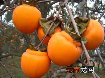 柿子的品种有哪些 柿子在什么季节成熟