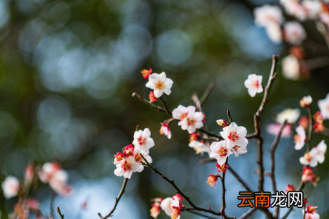 躲春可以玩游戏吗-躲春可以打王者荣耀吗