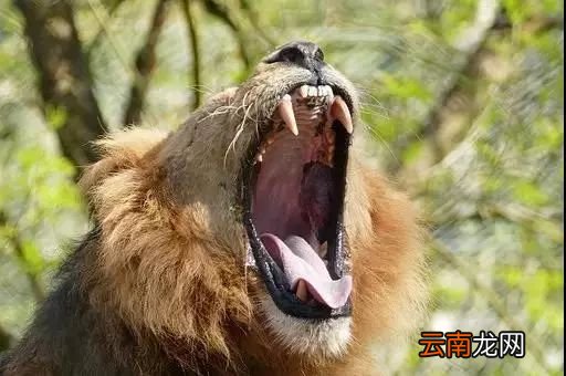 牙齿太黄了怎么办 3大方法让牙齿变白