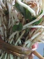 常吃鱼腥草有什么好处 99%的人都不知道