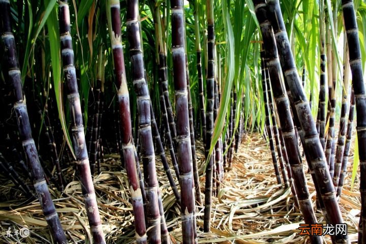 吃甘蔗可以补血吗 甘蔗可以补血是假的