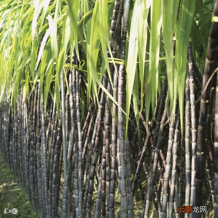 吃甘蔗可以补血吗 甘蔗可以补血是假的