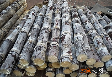 吃甘蔗中毒怎么办 红心甘蔗吃了怎么解毒