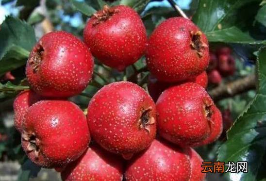 饭后吃山楂好吗 腰细了肚子也小了