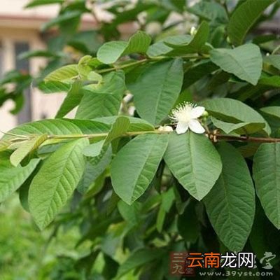 芭乐有哪些价值 吃芭乐有什么好处和坏处