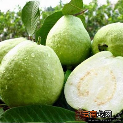 芭乐有哪些价值 吃芭乐有什么好处和坏处