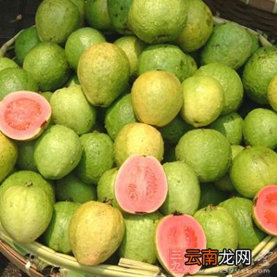 芭乐有哪些价值 吃芭乐有什么好处和坏处