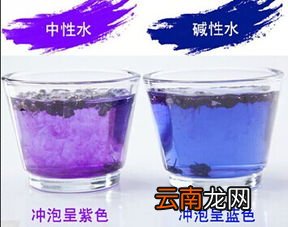 简单的热水冲泡同样大有学问 黑枸杞泡水喝的正确方法