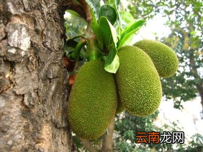 菠萝蜜切开没熟要怎么办 菠萝蜜怎么催熟