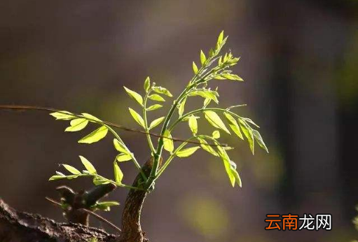 躲春是坐着还是站着-躲春是坐着还是躺着