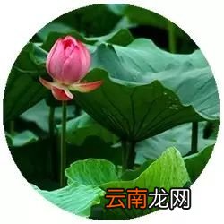 平常用什么泡水喝好 这几样东西美容还养颜
