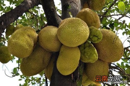菠萝蜜买回来后没熟怎么办 菠萝蜜最快的催熟办法一晚上