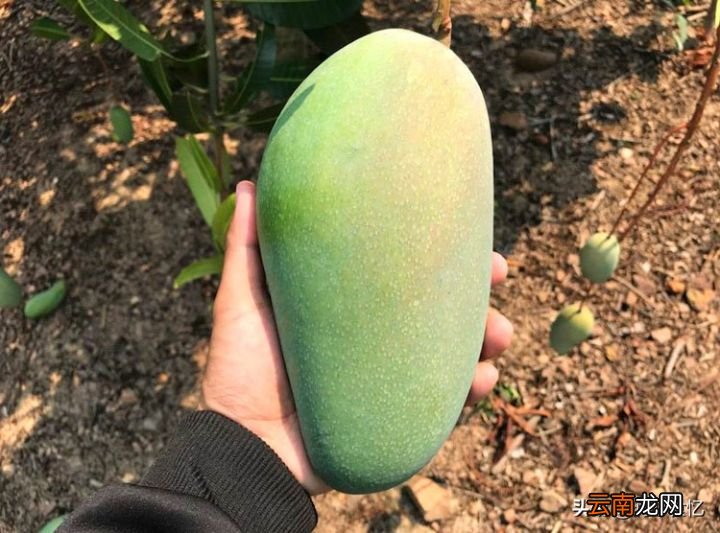 教你2个快速催熟青芒小妙招 青芒果怎么算熟