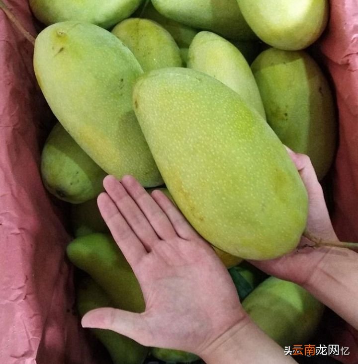 教你2个快速催熟青芒小妙招 青芒果怎么算熟