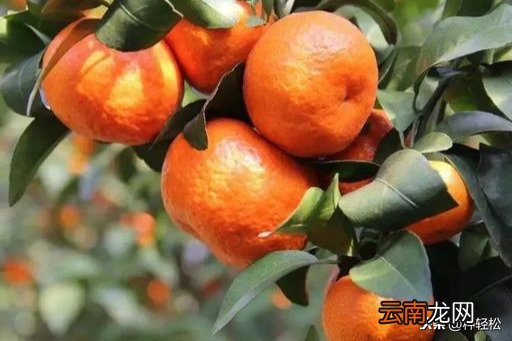 哪里的砂糖橘最好吃 砂糖橘子产地在哪里