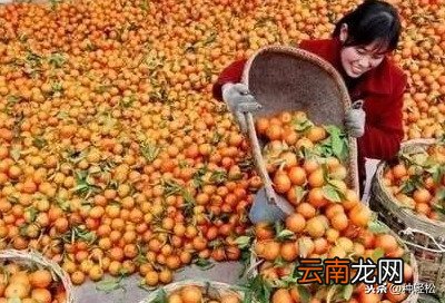 哪里的砂糖橘最好吃 砂糖橘子产地在哪里