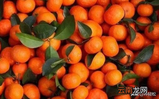 哪里的砂糖橘最好吃 砂糖橘子产地在哪里