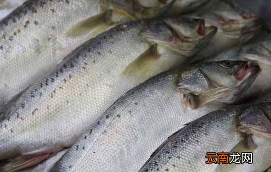 野生三文鱼和养殖三文鱼的区别 口感、安全、营养全方位pk