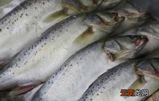 野生三文鱼和养殖三文鱼的区别 口感、安全、营养全方位pk
