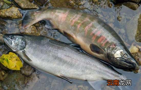 野生三文鱼和养殖三文鱼的区别 口感、安全、营养全方位pk