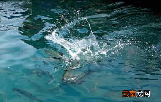 野生三文鱼和养殖三文鱼的区别 口感、安全、营养全方位pk