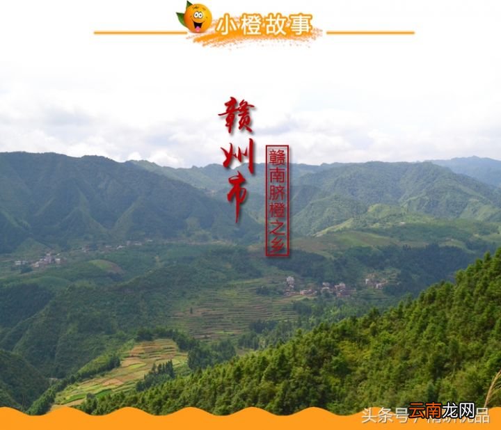 优质赣南脐橙的营养功效 脐橙的营养价值和功效与作用