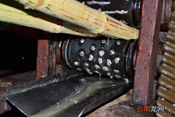 常吃可以提高免疫力 甘蔗的功效与作用及禁忌