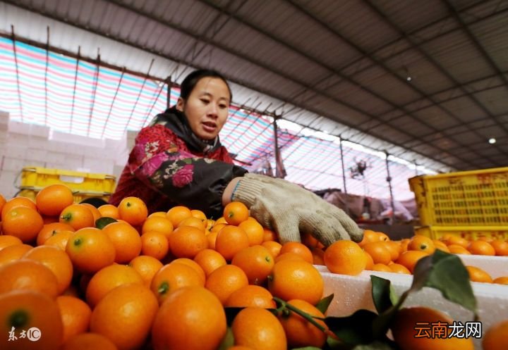 金桔泡水的食用禁忌 每天喝金桔水有啥副作用吗