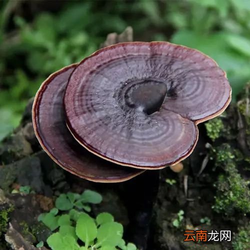 灵芝怎么吃 灵芝这么吃效果最好