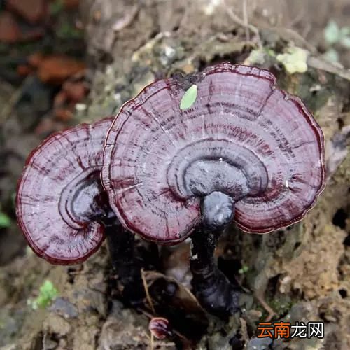 灵芝怎么吃 灵芝这么吃效果最好