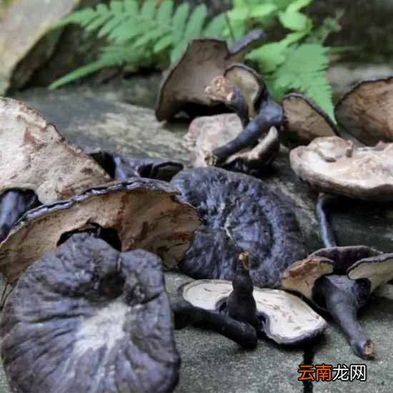 灵芝怎么吃 灵芝这么吃效果最好