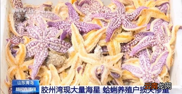 论海星的食用方法 海星怎么吃