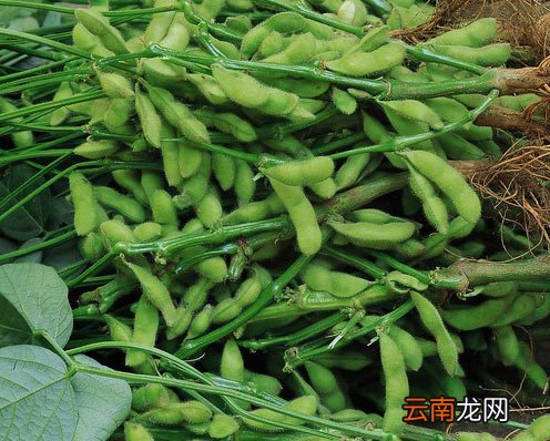 青豆和毛豆的区别 毛豆、青豆、黄豆的演变
