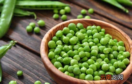 青豆和毛豆的区别 毛豆、青豆、黄豆的演变