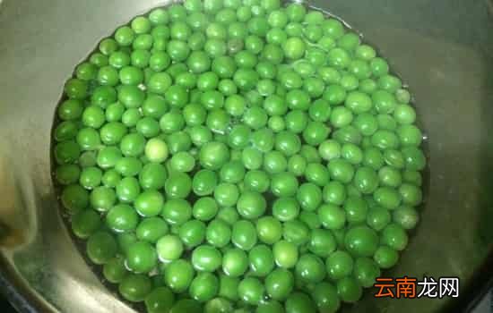 青豆和毛豆的区别 毛豆、青豆、黄豆的演变